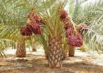 Desi Khajur / Wild Date Palm (દેશી ખજુર)
